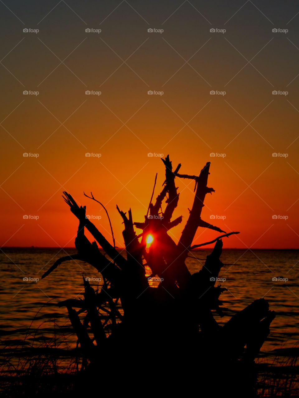 Silhouette of dead tree root on beach during sunset