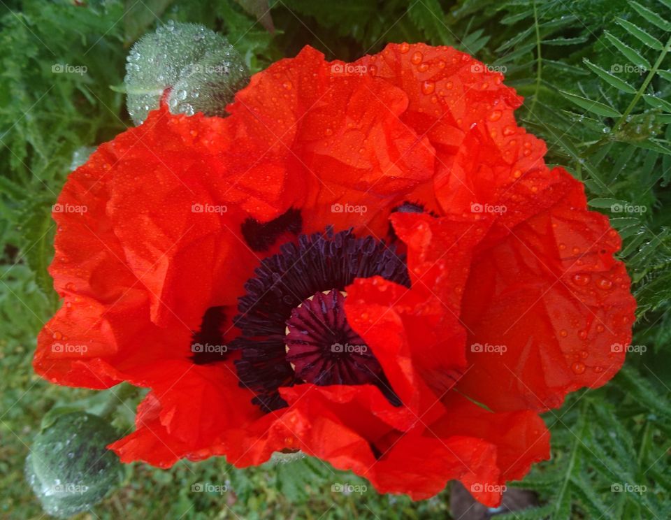 first poppy this year