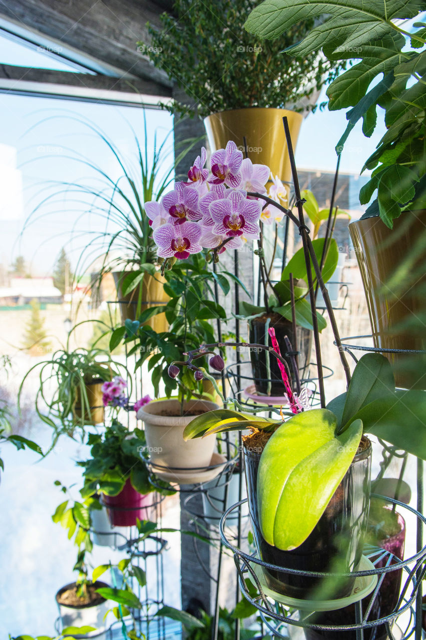 House plants in pots