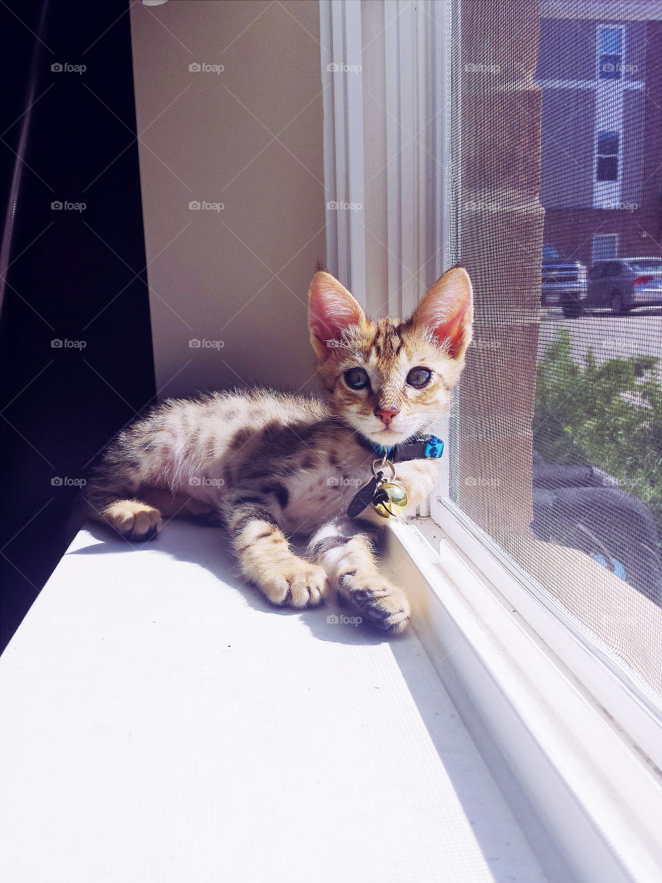 kitten by the window. kitten by the window