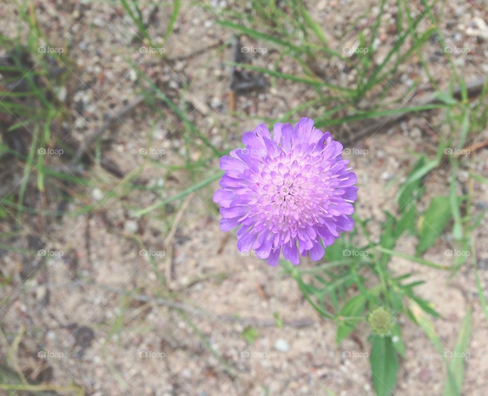 One lilac flower 