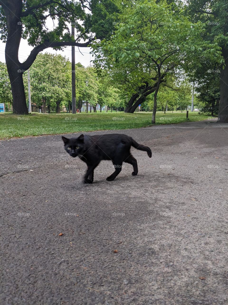 Black cat across the street