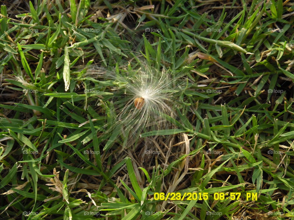 dandelion on grass. This is a picture of a dandelion that was lying on the grass and the wind 💨 was so calm I was able to get the photo