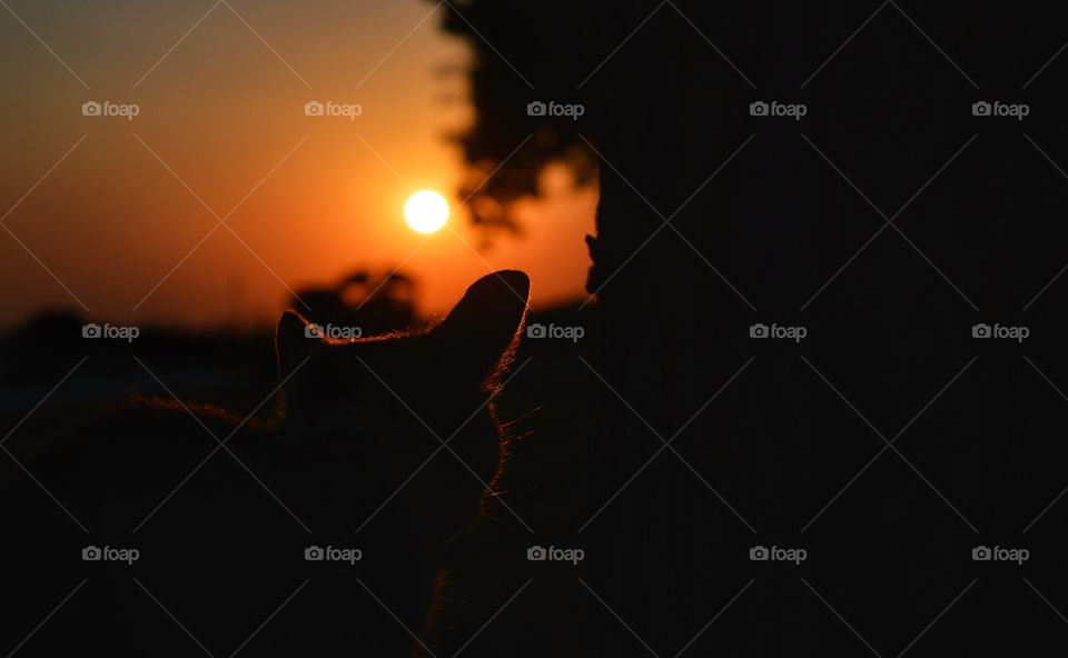 Silhouette, Sunset, Light, Dark, Backlit