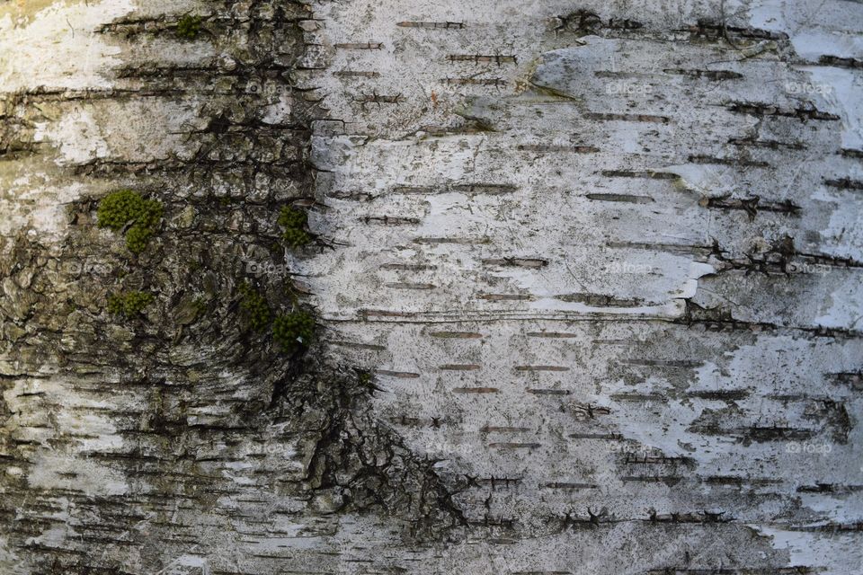 Tree Bark Texture