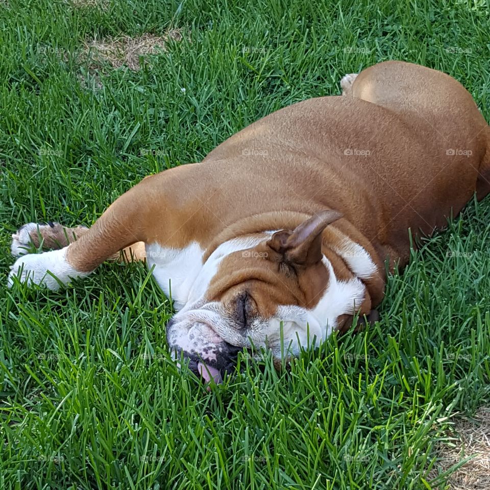 Dog sleeping on grass