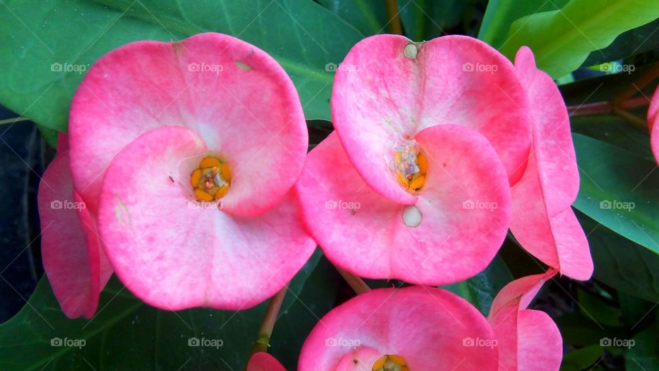 pink flower landscape