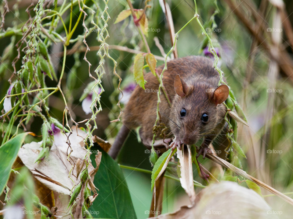 the small mouse climbing the trees