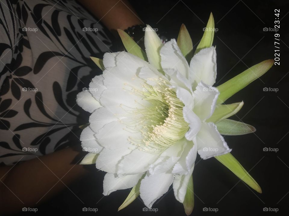 Beautiful Nature, Flower Nopal. Florece una vez al año, una vez al año podemos disfrutar de ella.