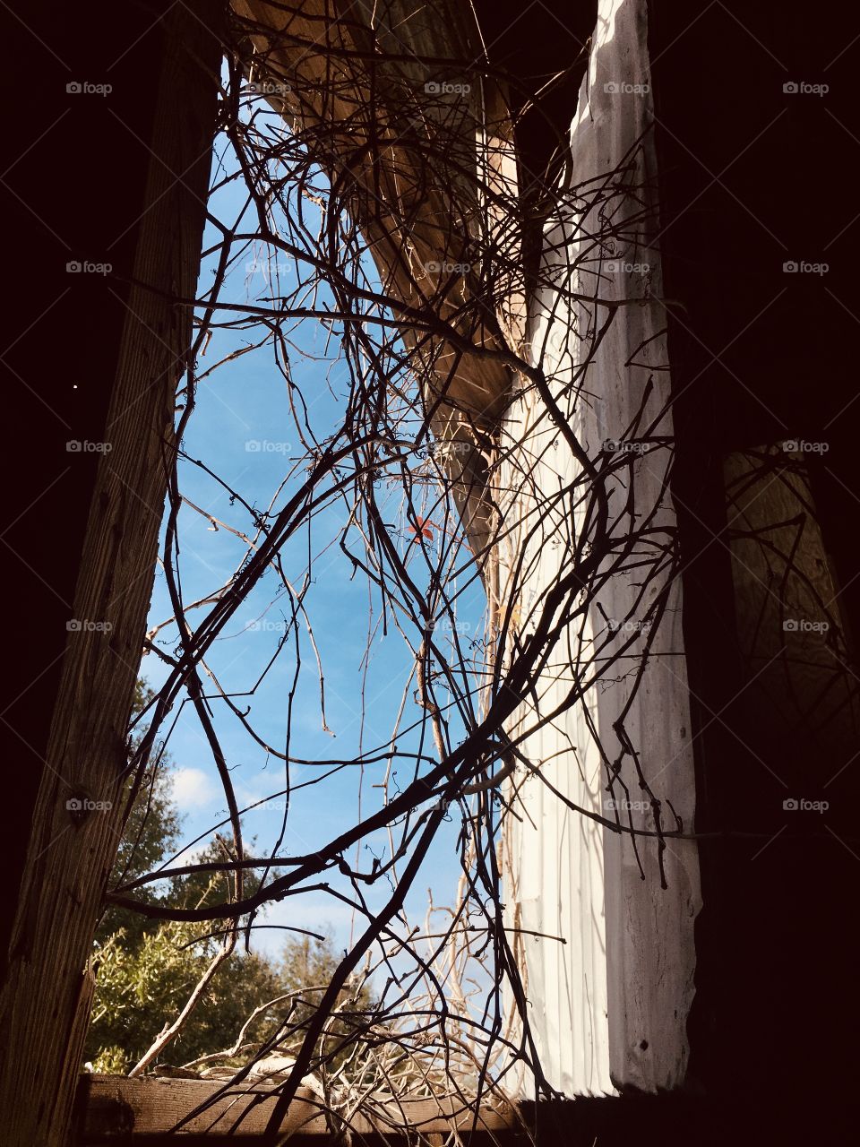 Tree, Sky, Fall, Window, Old