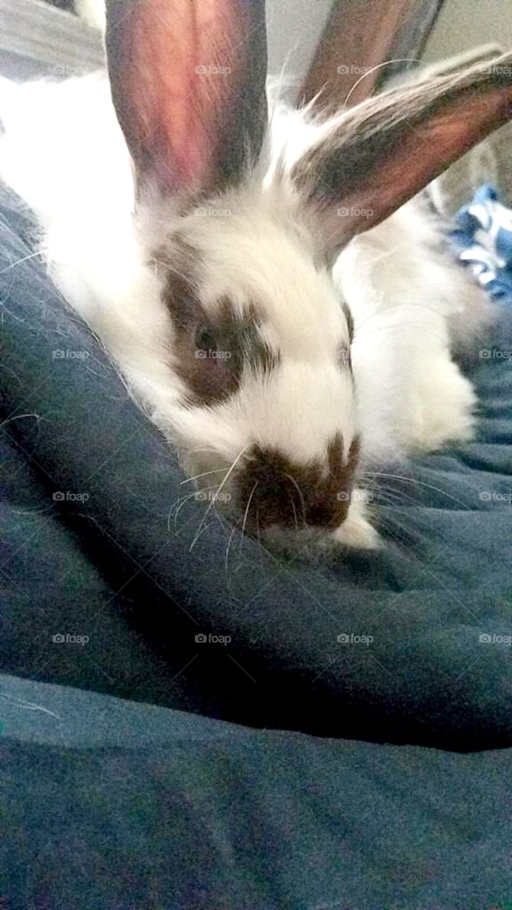 Sleepy bunny
