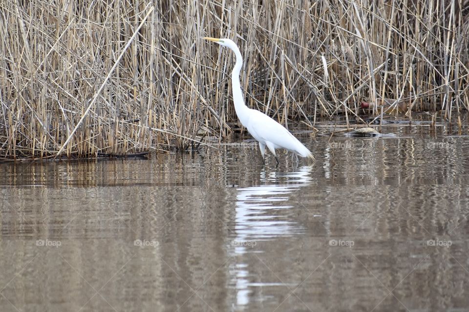 White bird with reflection 