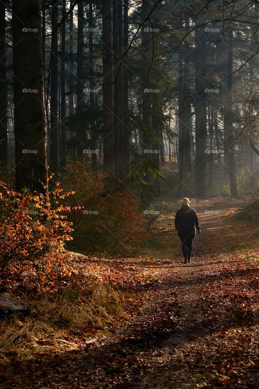 Rear view of woman walking in coniferous trees forest in autumnal sunlight.