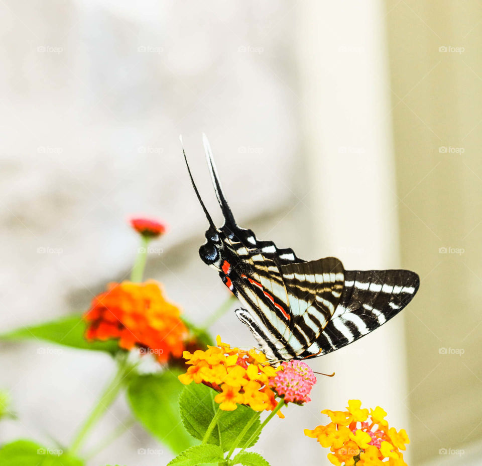 zebra butterfly