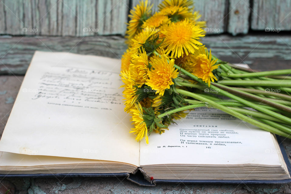 Book, Dandelion, flower, vegetation, plants, meadow, meadow, village, sun, summer, heat, nature, landscape, still life, yellow, white, beautiful, furry,