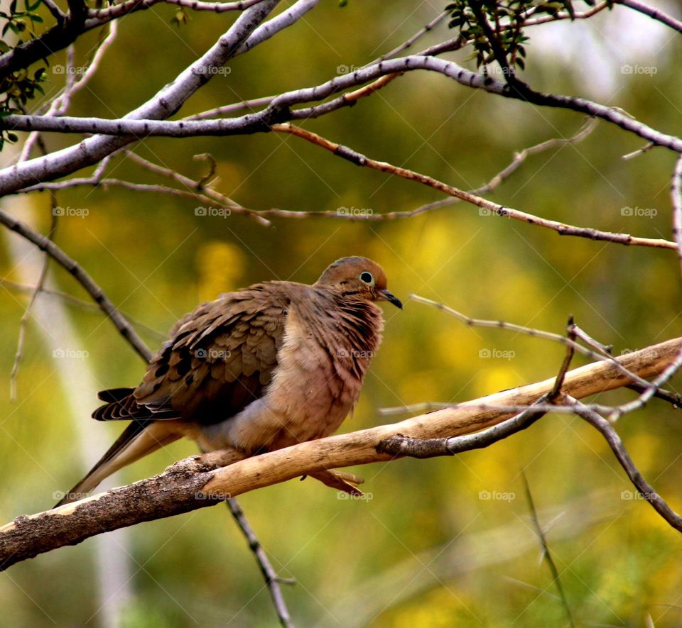 Mourning Dove on a Branch