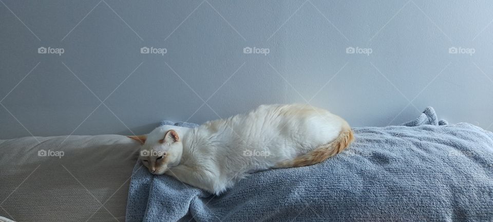 sleeping on the sofa