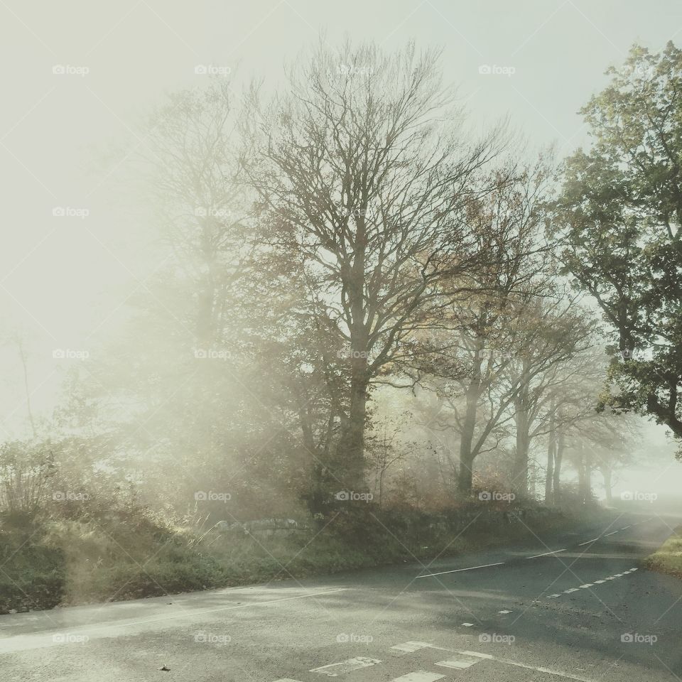 Spring sunlight shining through the morning mist!!! 