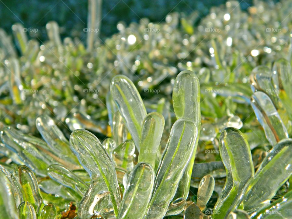 Signs of winter- frozen grass  - Ice storms have the bizarre effect of entombing everything in the landscape with a glaze of ice so heavy that it can split trees in half and turn roads and pavements into lethal sheets of smooth, thick ice