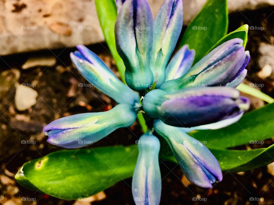 Ombré hyacinth 