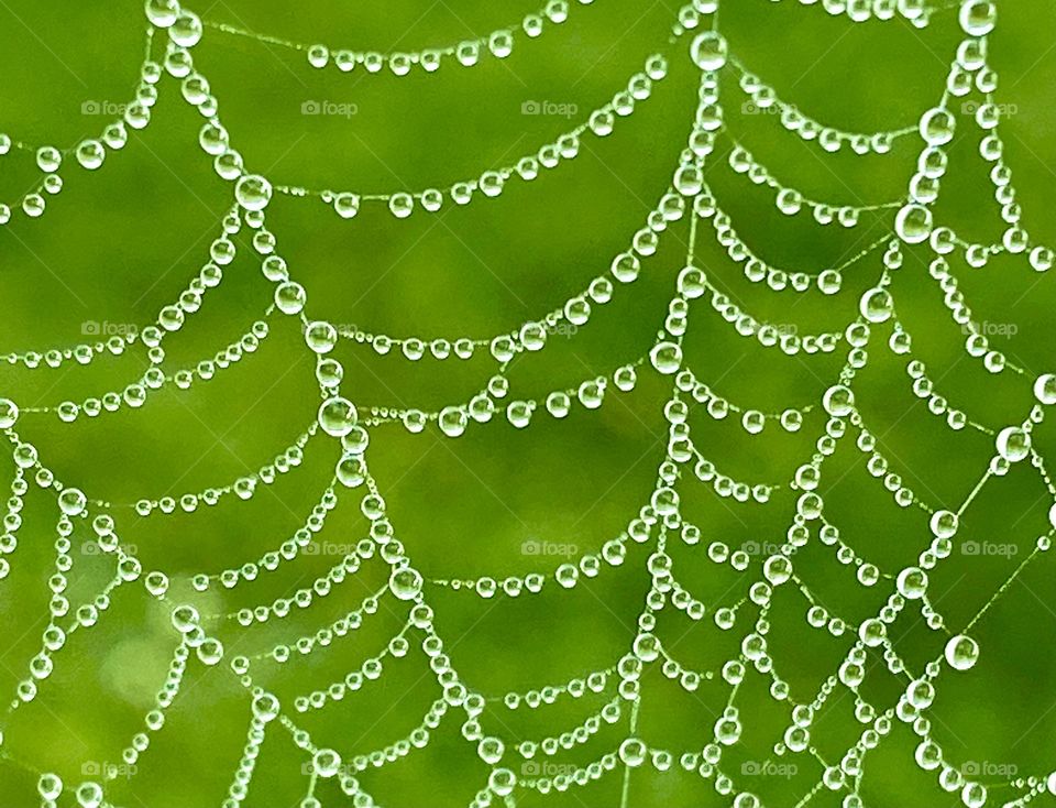 Beautiful spiderweb covered with dew with a green background 
