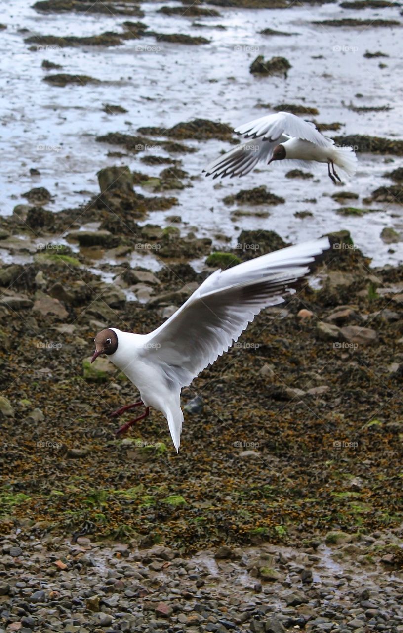 Black headed seagulls