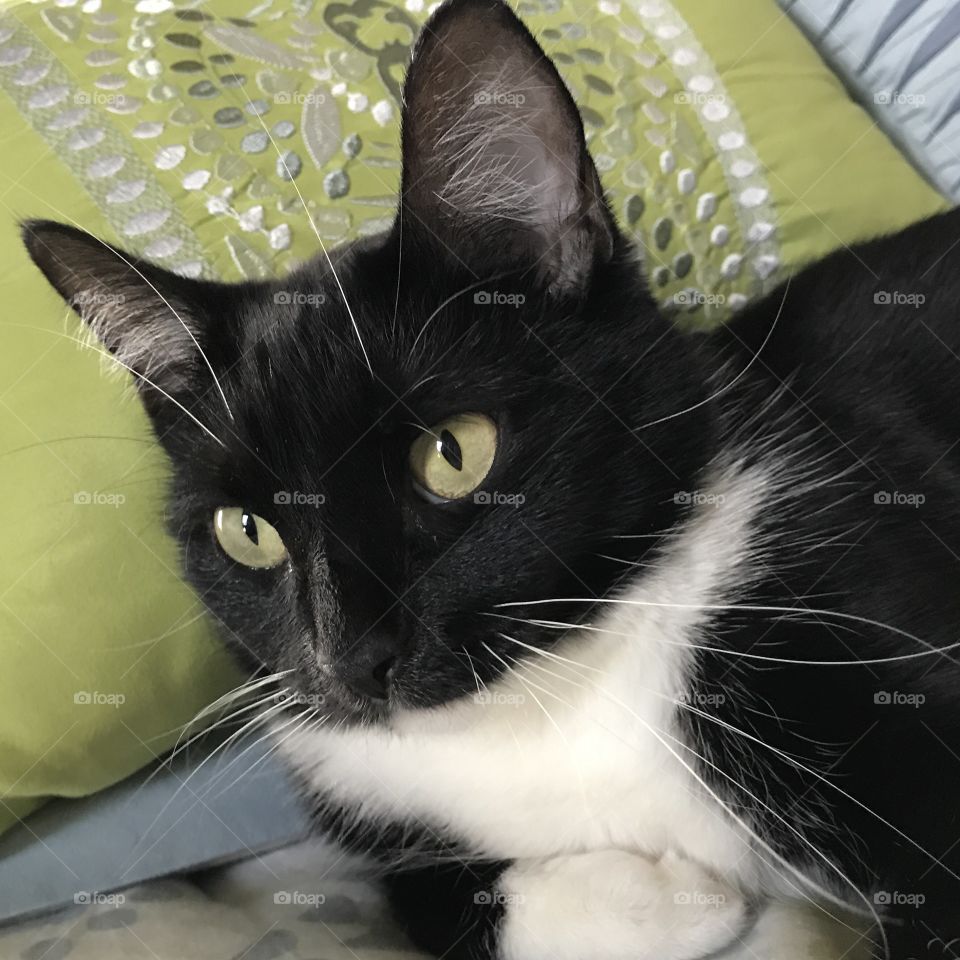 Angled photo of black and white cat