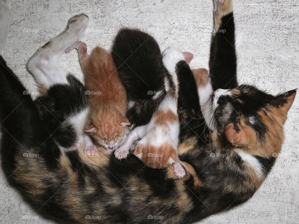 The kittens and the Mama Cat.