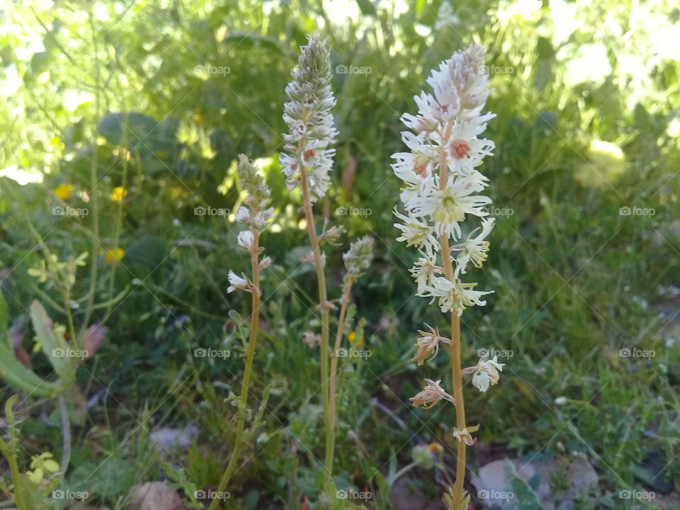 Just imagine becoming the way you used to be as a very young child, before you understood the meaning of any word, before opinions took over your mind. The real you is loving, joyful, and free. The real you is just like a flower, just like the wind, just like the ocean, just like the sun. Don Miguel Ruiz