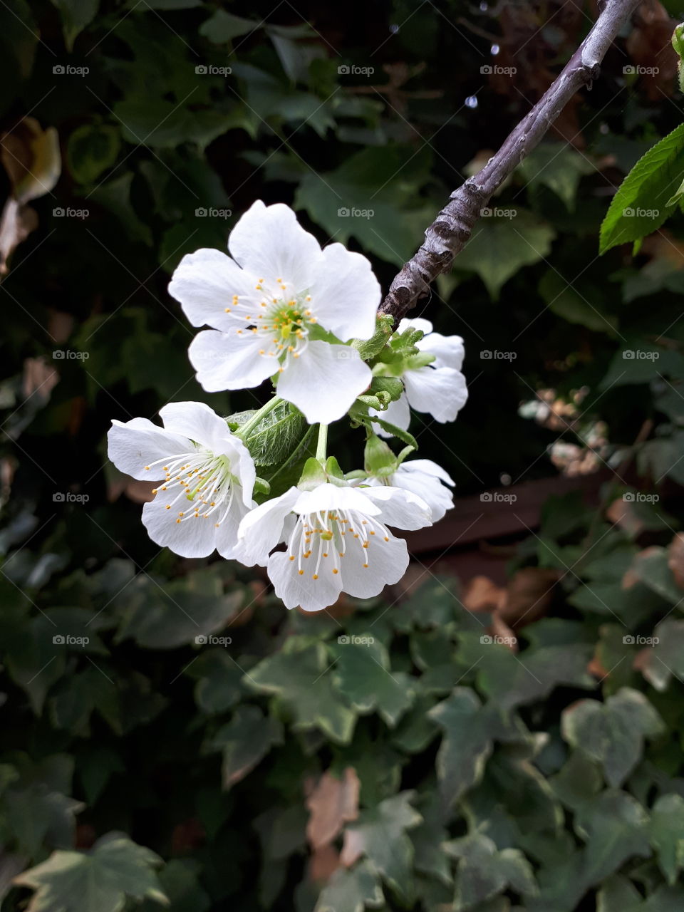 Five ocherry blossoms against ivopen