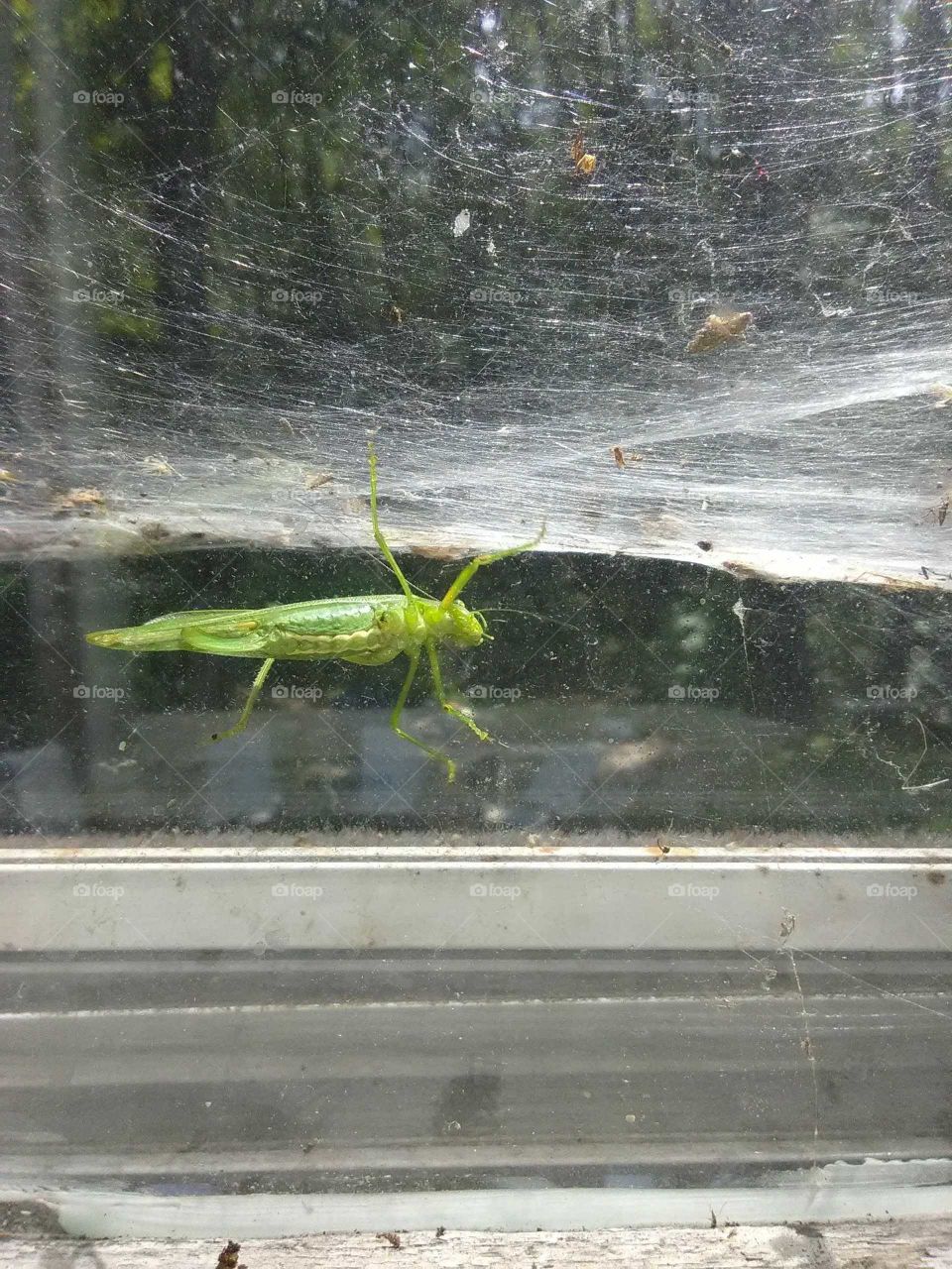 grasshopper caught in a web