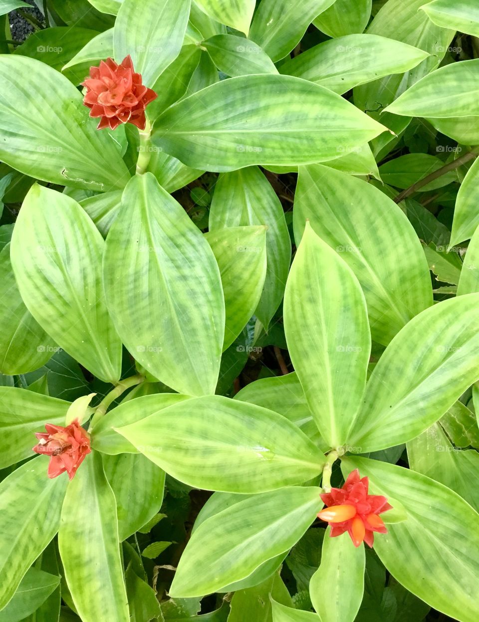 Vegetation at Hawaii Tropical Botanical Garden