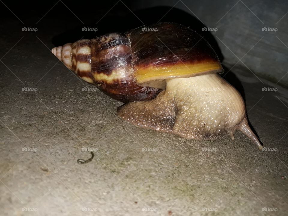 snail captured in pure dark condition with flash