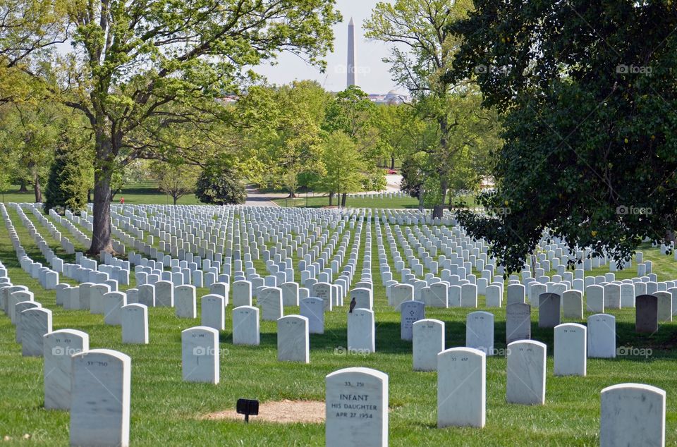 Arlington national cemetery and trees