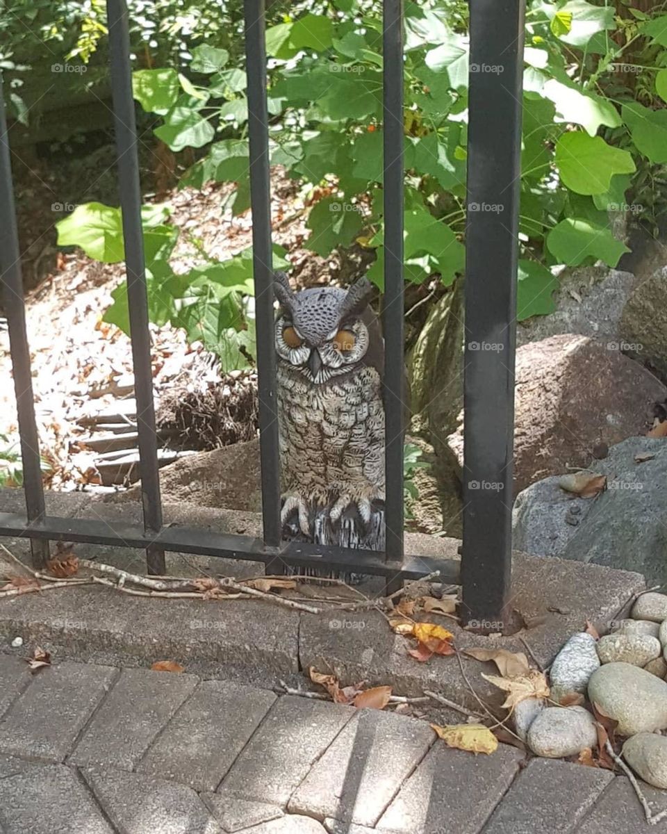 I found this little big eyes beauty 