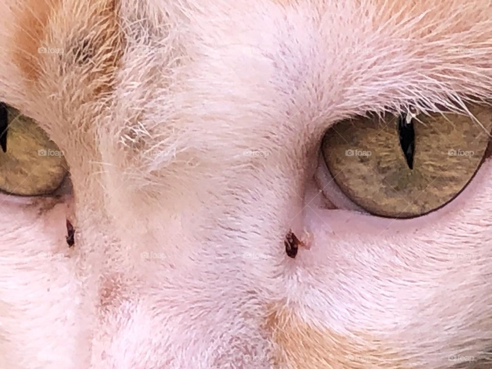 Beautiful cat’s eye