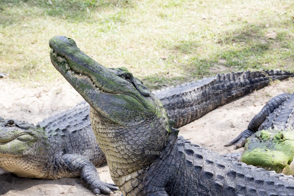 View of alligators