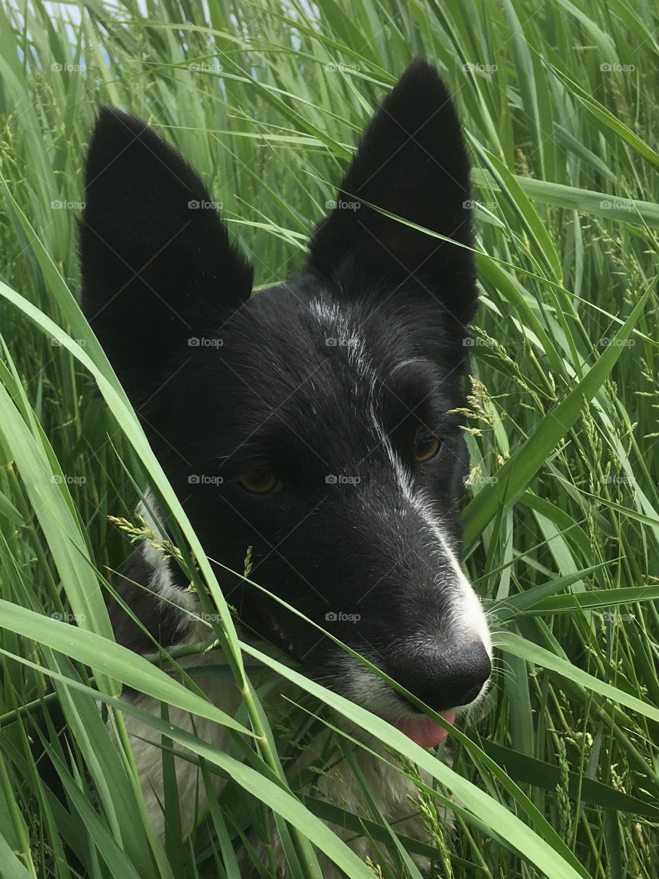 How this young collie’s eyes look wistful as she hides among the green luscious reeds of the marshes 