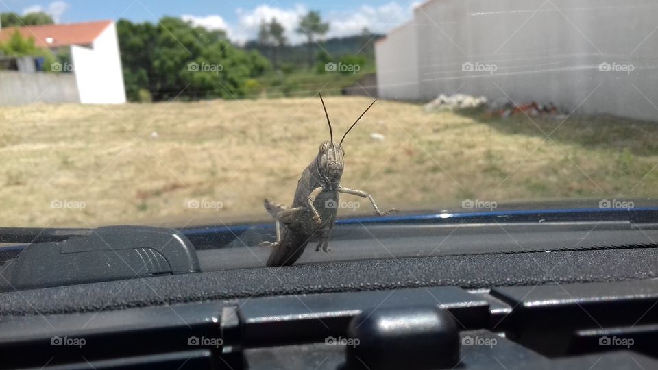 grasshopper on windshield