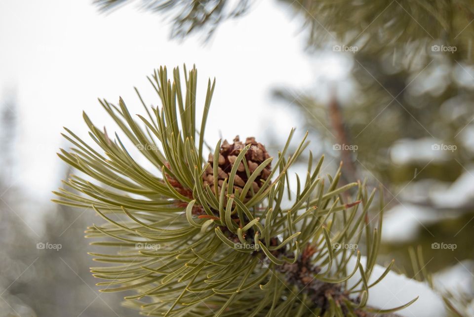 Pine cone 