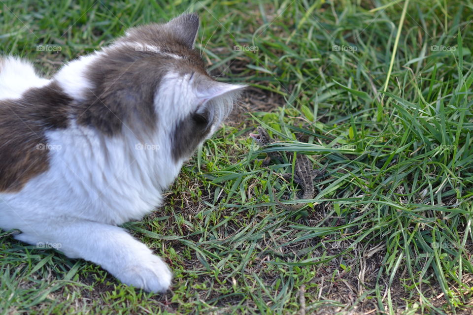 the cat and the lizard