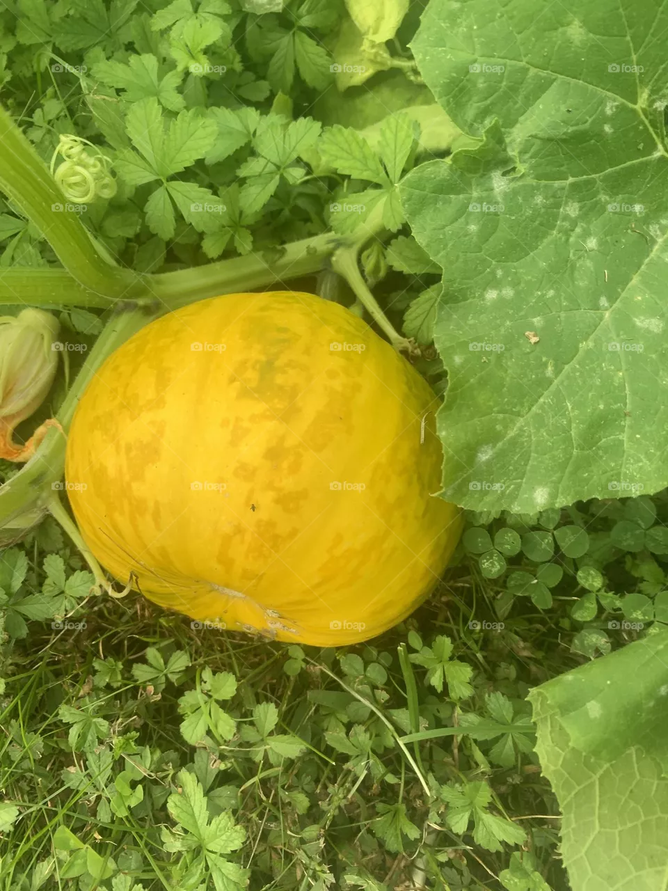 Pumpkin