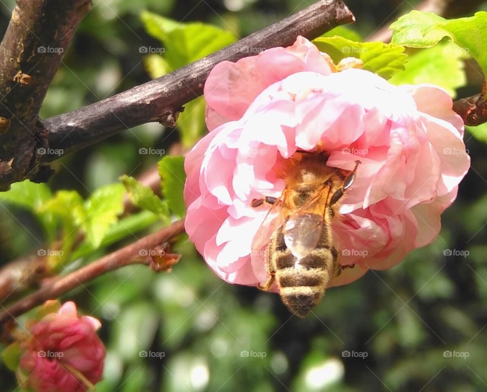 Mandelblüte trifft Biene