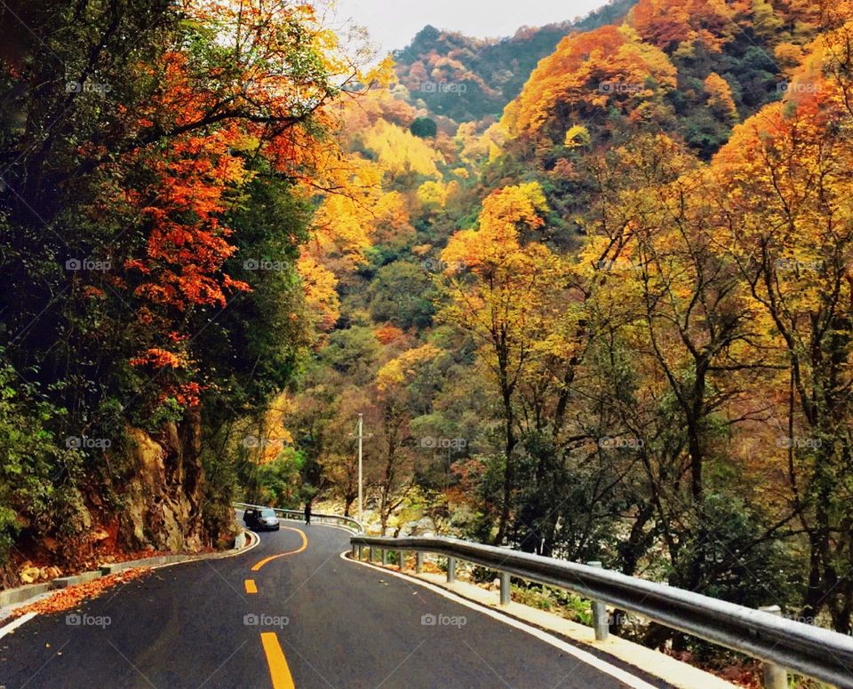 View of autumn trees and road