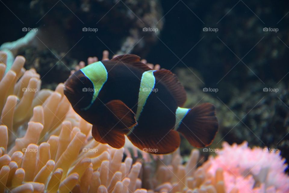 A fish in an aquarium at the zoo