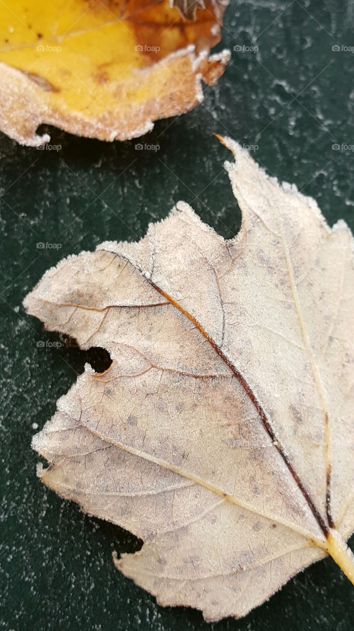 frost on Leaves