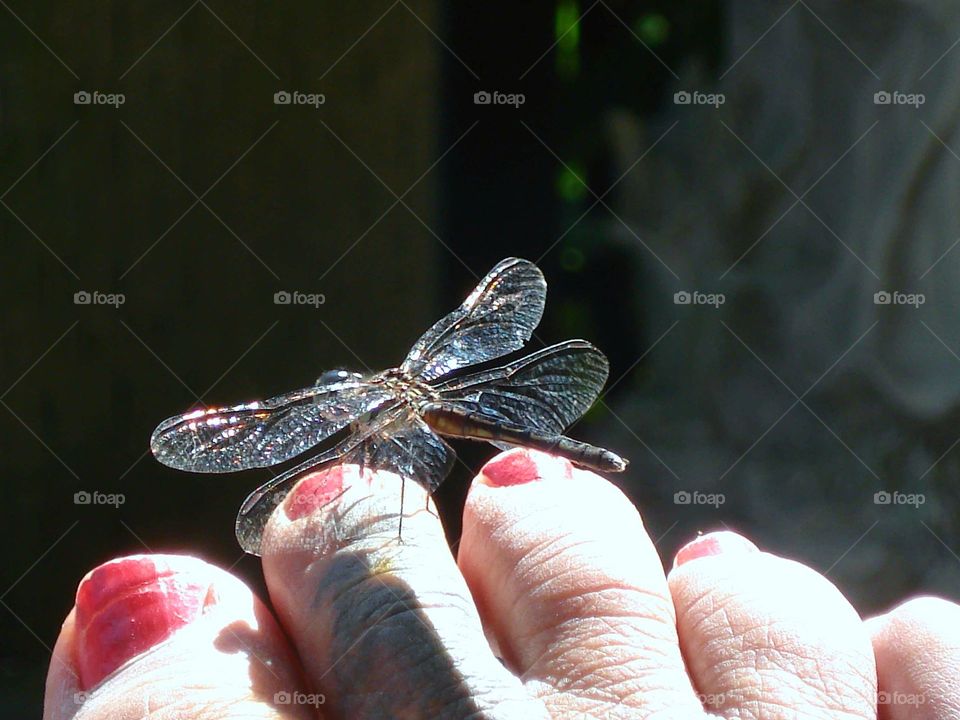 Dragonfly landed on red painted toenails  black background.