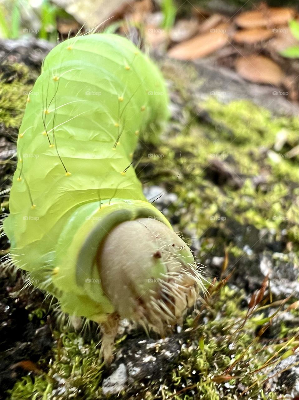 Closeup of a giant lime green caterpillar with hair and teeth that will become a Polyphemus moth!