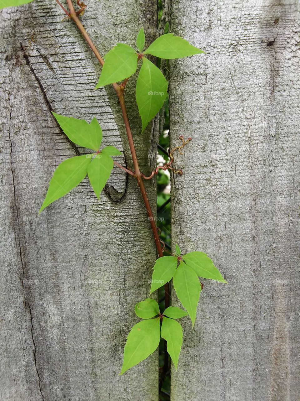 vine growing on a fence