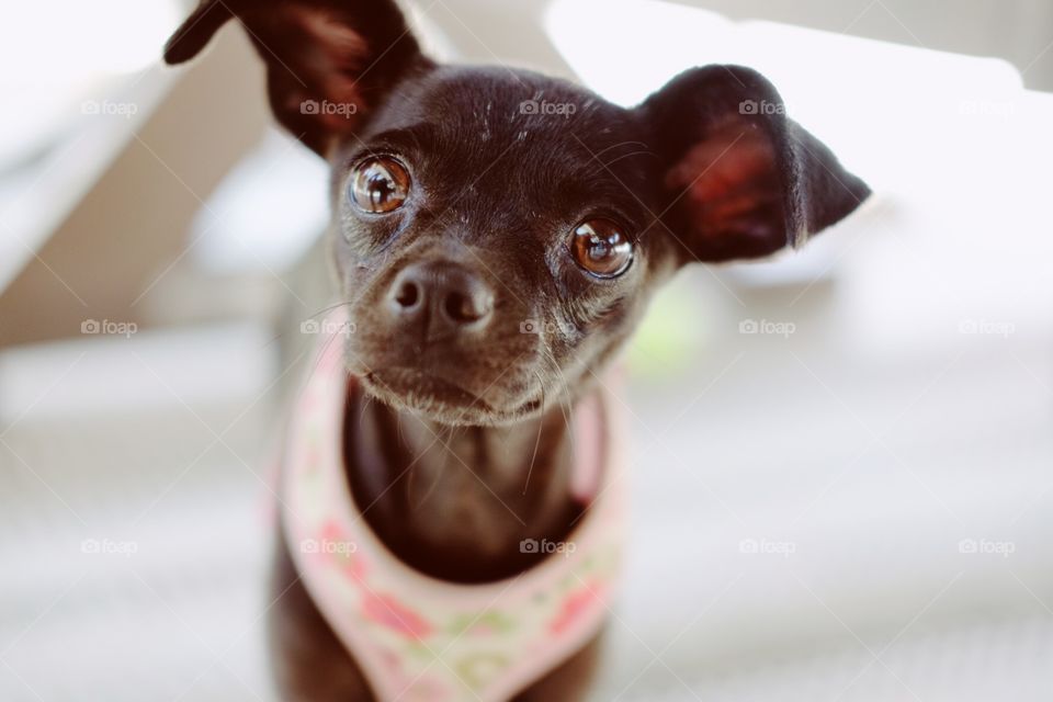 Looking at a cute Chihuahua 